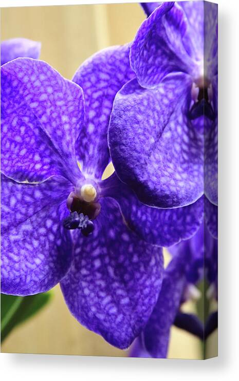 China Canvas Print featuring the photograph Vanda Orchid Portrait II by Tanya Owens