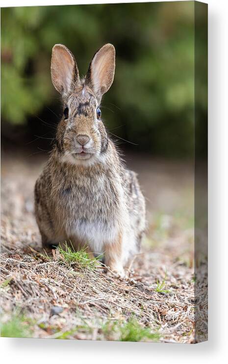 Small Canvas Print featuring the photograph What's Up, Doc? #1 by Mircea Costina Photography