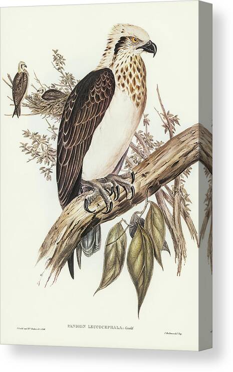 White-headed Osprey Canvas Print featuring the drawing White-headed Osprey, Pandion leucocephalus #1 by John Gould