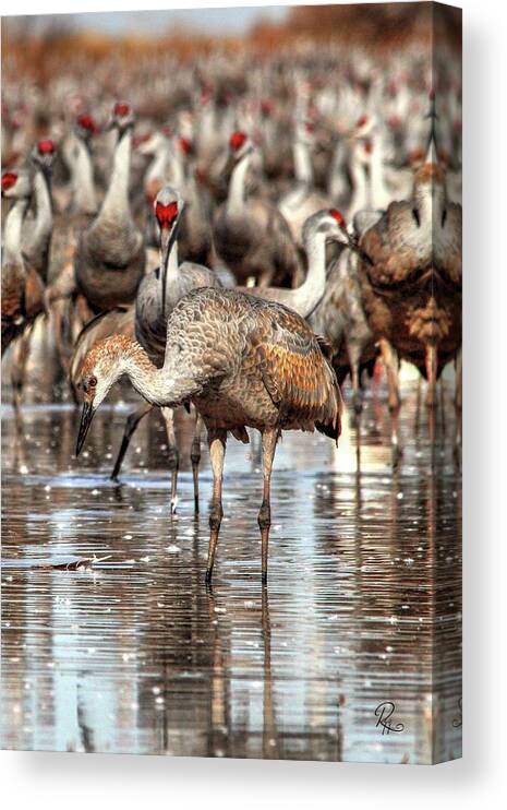 Wildlife Canvas Print featuring the photograph Whitewater Draw 2541 by Robert Harris