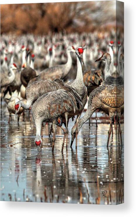 Wildlife Canvas Print featuring the photograph Whitewater Draw 2550 by Robert Harris