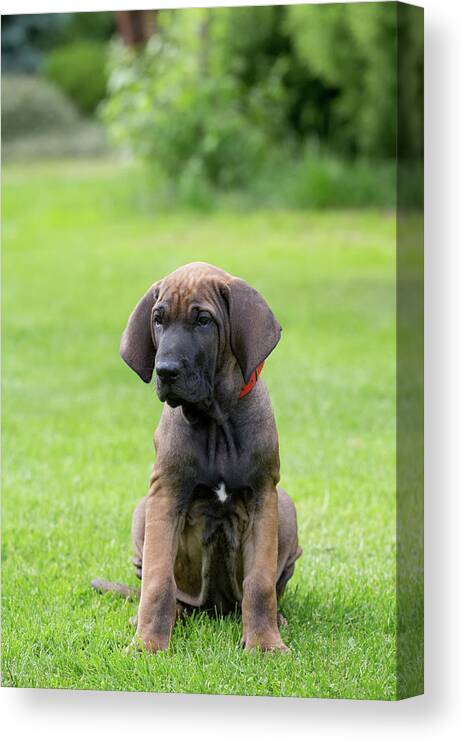 Puppy of Fila Brasileiro (Brazilian Mastiff) Stock Photo - Image