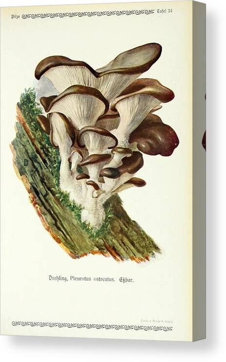Flora Canvas Print featuring the mixed media Vintage Fungi Illustrations #10 by World Art Collective