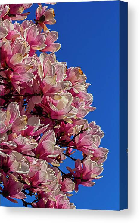 Magnolia Blossoms Canvas Print featuring the photograph Magnolia Blossoms #147 by Robert Ullmann