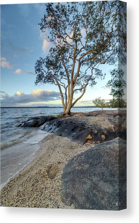 Tree Canvas Print featuring the photograph 1805rise2 by Nicolas Lombard