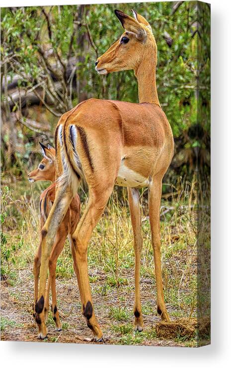 Kruger National Park South Africa Canvas Print featuring the photograph Kruger National Park South Africa #19 by Paul James Bannerman