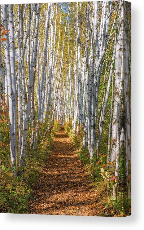 Autumn Canvas Print featuring the photograph Autumn Birch Path #2 by White Mountain Images