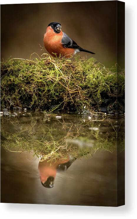 Animal Canvas Print featuring the photograph Bullfinch #2 by Chris Smith