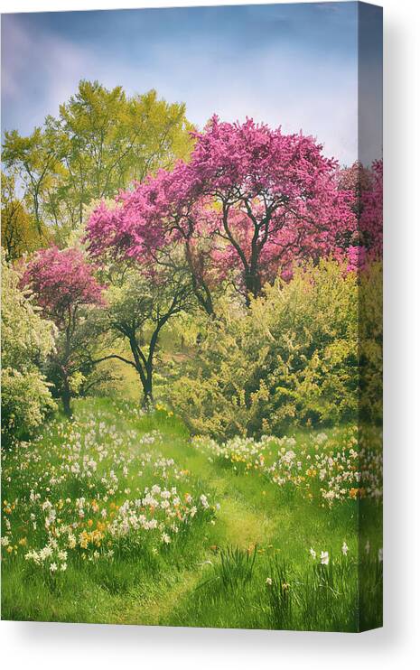 Garden Canvas Print featuring the photograph Daffodil Meadow by Jessica Jenney