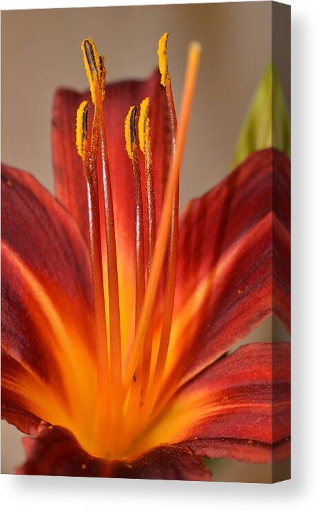 Lily Canvas Print featuring the photograph Fire Lily 2 by Amy Fose