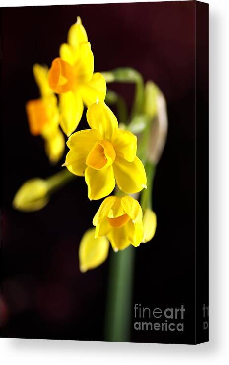 Daffodil Canvas Print featuring the photograph Jonquil #2 by Joy Watson