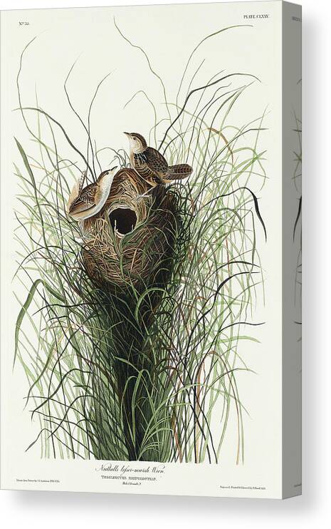 Audubon Birds Canvas Print featuring the drawing Nuttall's lesser-marsh Wren #2 by John James Audubon