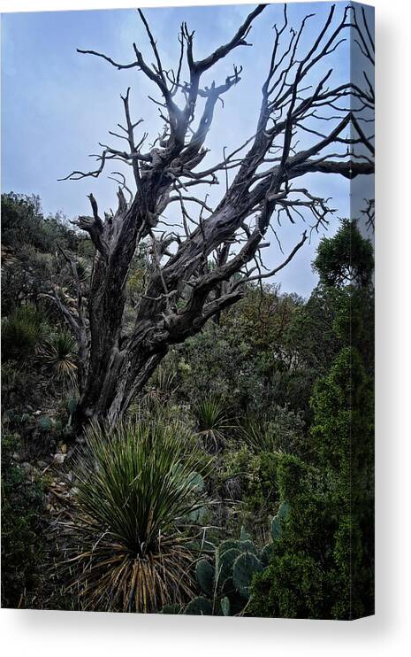 Tree Canvas Print featuring the photograph Tree and Shrubs at McKittrick #2 by George Taylor