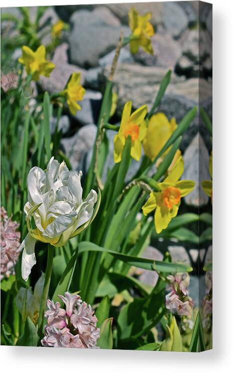 Tulips Canvas Print featuring the photograph 2020 Acewood Tulips, Hyacinth and Daffodils by Janis Senungetuk