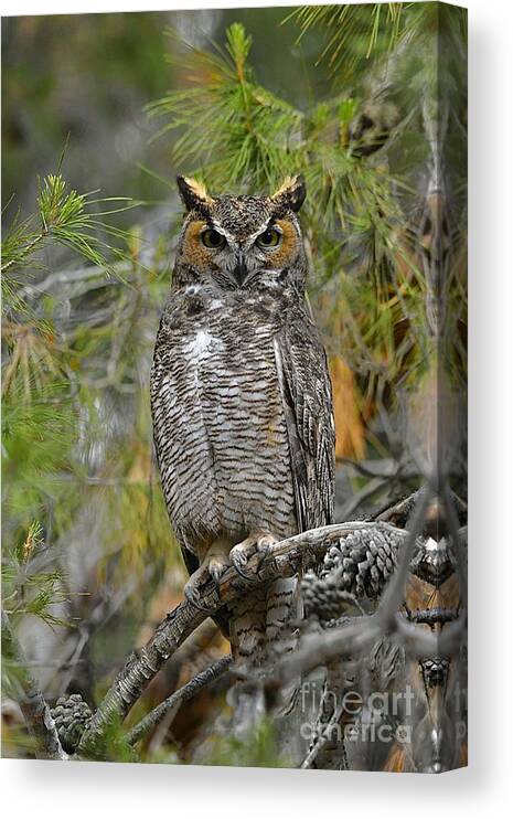 Great Horned Owl Canvas Print featuring the digital art Great Horned Owl #23 by Tammy Keyes