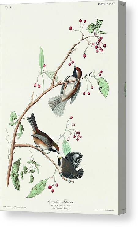 Audubon Birds Canvas Print featuring the drawing Canadian Titmouse #3 by John James Audubon