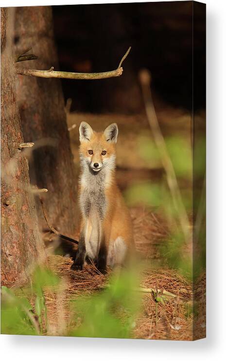 Red Fox Canvas Print featuring the photograph Red Fox #4 by Brook Burling