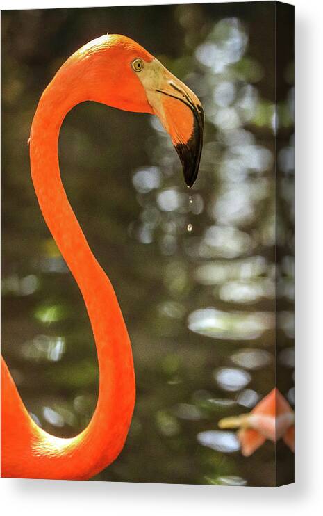 Flamingos Cartagena Colombia Canvas Print featuring the photograph Flamingos Cartagena Colombia #39 by Paul James Bannerman