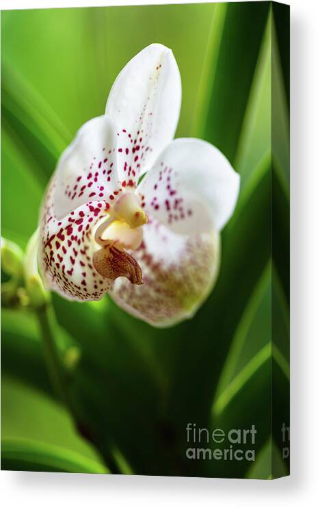 Background Canvas Print featuring the photograph Spotted Orchid Flower #4 by Raul Rodriguez