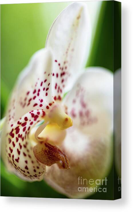 Background Canvas Print featuring the photograph Spotted Orchid Flower #5 by Raul Rodriguez