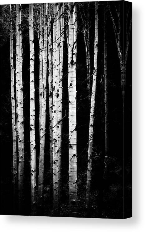 Co Canvas Print featuring the photograph Aspen trunks in black and white by Doug Wittrock