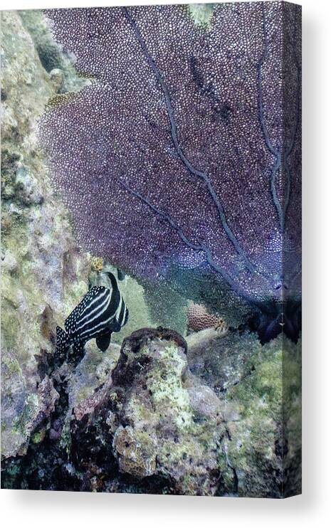 Animals Canvas Print featuring the photograph A Different Drum by Lynne Browne