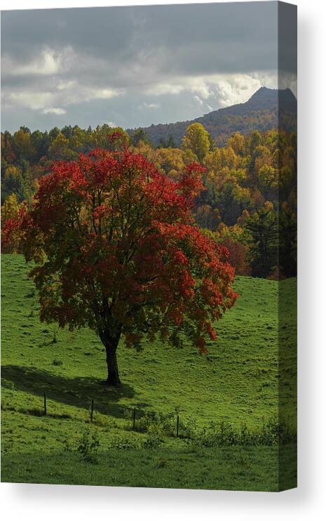 Sunlight Canvas Print featuring the photograph A Patch of Sunlight by Steve Templeton