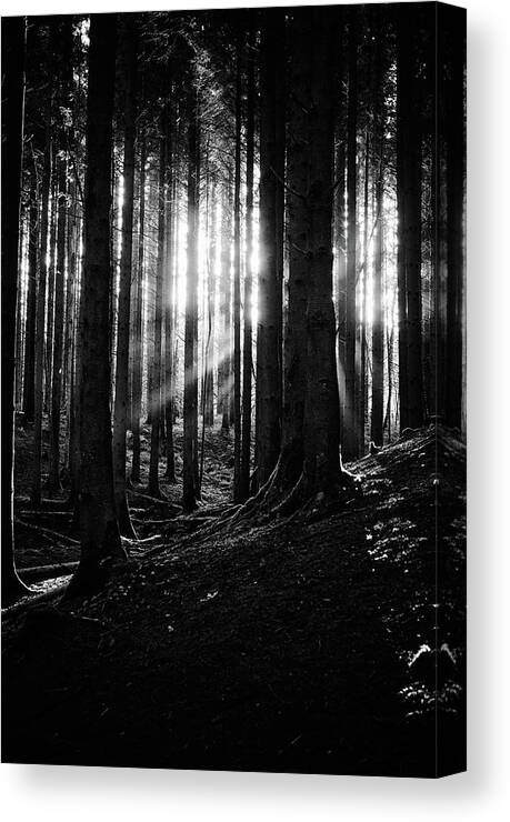 October2022 Canvas Print featuring the photograph A ray of light, or two by Gavin Lewis