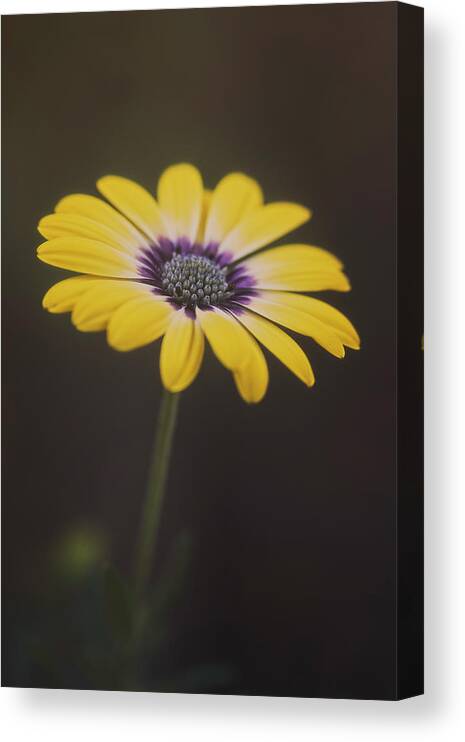Spring Canvas Print featuring the photograph A Sign Of Spring 36 by Robert Fawcett