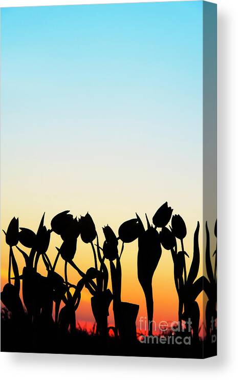 Tulips Canvas Print featuring the photograph A Silhouette of Tulips by Tim Gainey