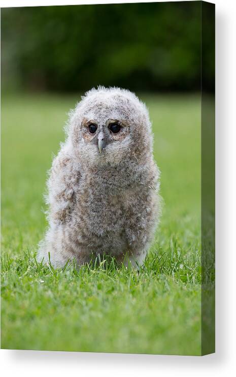 Owlet Canvas Print featuring the photograph A Young Captive Bred Tawny Owl by Images from BarbAnna