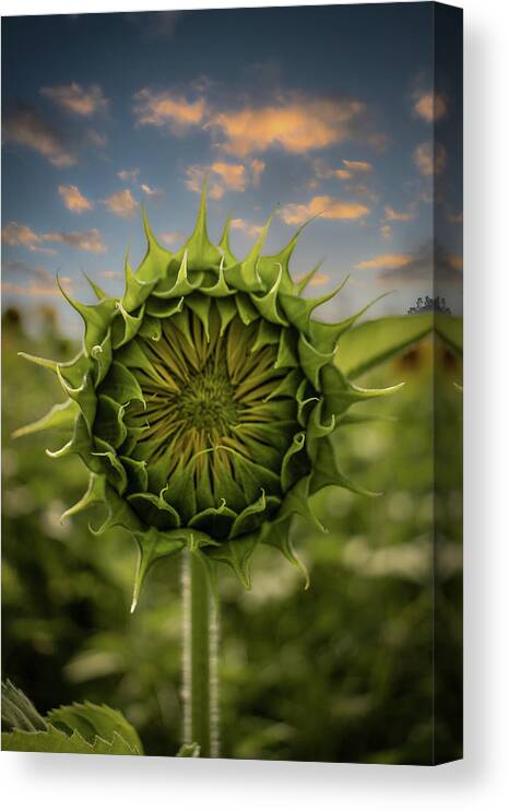 Sunflower Canvas Print featuring the photograph About To Pop Out by Rick Nelson