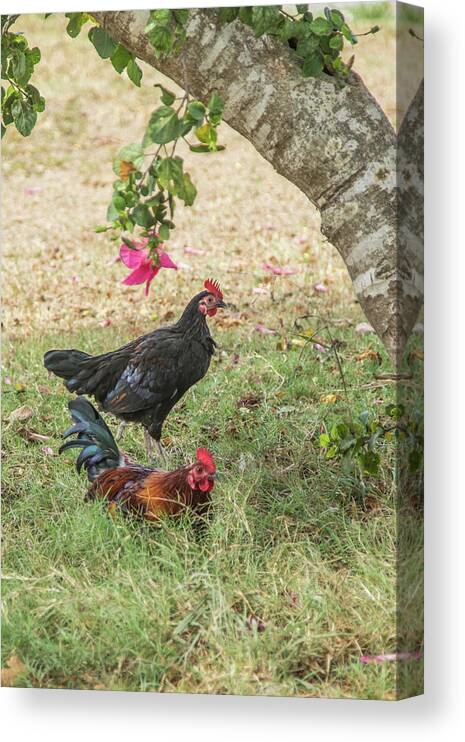 Chicken Canvas Print featuring the photograph Accepting Abundance by Kim Sowa