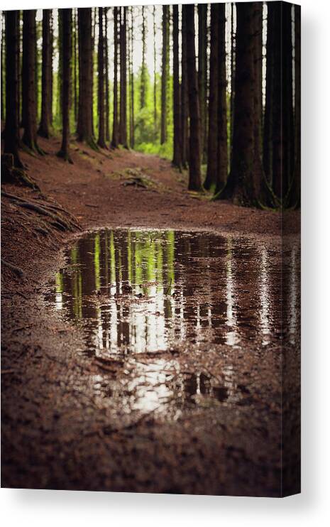 Forest Canvas Print featuring the photograph After the rains came by Gavin Lewis