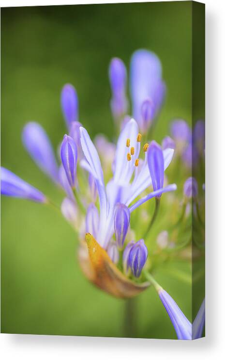 Agapanthus Canvas Print featuring the photograph Agapanthus by Alexander Kunz