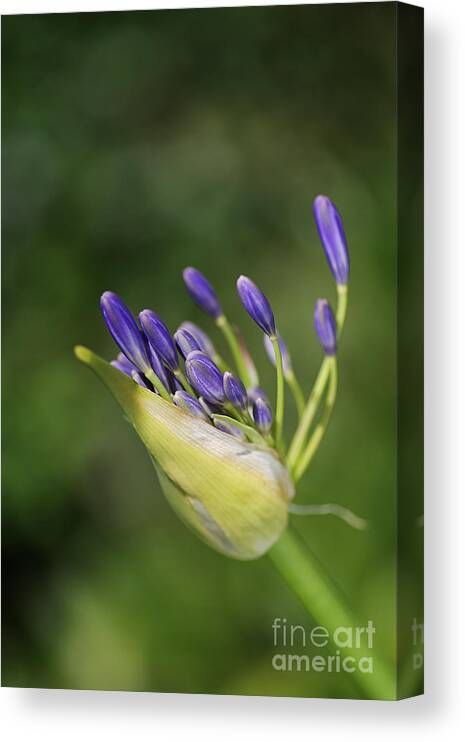 Lily Of The Nile Canvas Print featuring the photograph Agapanthus Legs by Joy Watson