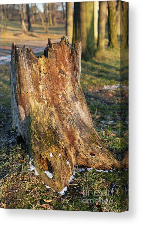 Tree Canvas Print featuring the photograph Ageing Wood and Evening Light 1 by Adriana Mueller