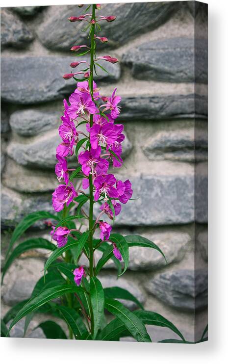 Fireweed Canvas Print featuring the photograph Alaskan Fireweed II by Steph Gabler