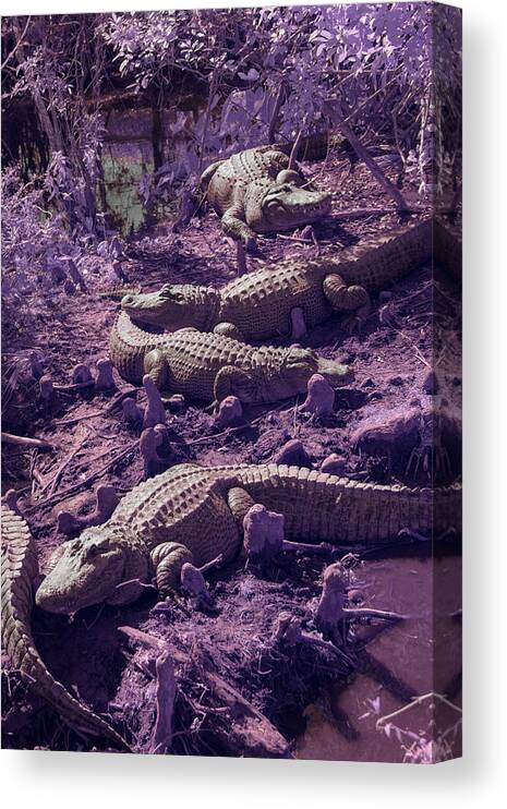 Alligator Canvas Print featuring the photograph Alligators by Carolyn Hutchins