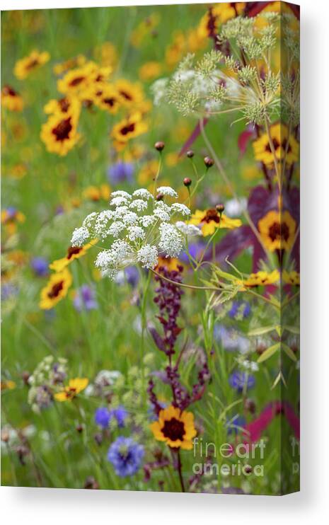 Ammi Majus Canvas Print featuring the photograph Ammi Majus in a Wildflower Meadow by Tim Gainey