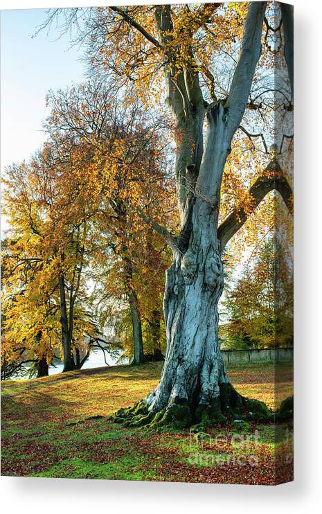 Blenheim Great Park Canvas Print featuring the photograph Ancient Beech by Tim Gainey