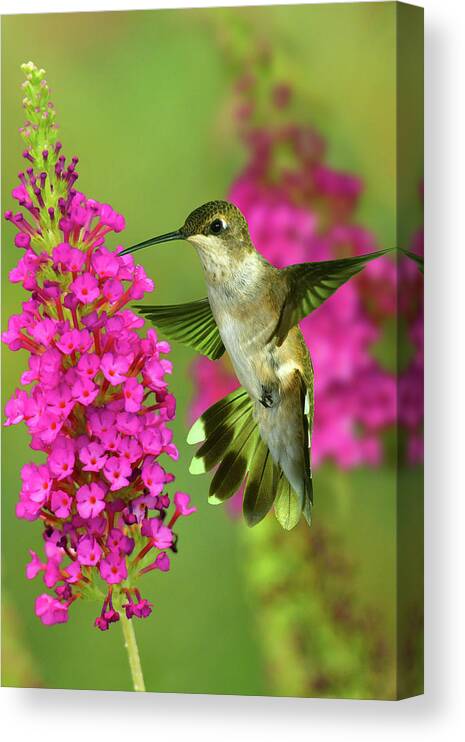 Canvas　Print　Hummingbird　Prince　Dean　Bush　Butterfly　Hueber　Art　Anna's　Canvas　Canvas　Charming　and　Pixels　by　Prints
