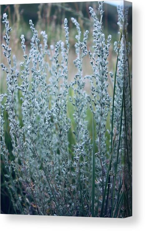 Plants Canvas Print featuring the photograph Another view by Yvonne M Smith