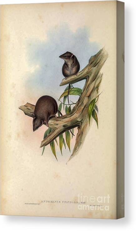 Marsupial Canvas Print featuring the drawing Antechinus unicolor c5 by Historic Illustrations