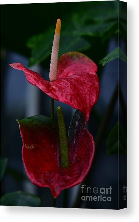 Flowers Canvas Print featuring the digital art Anthurium Flower by Yenni Harrison