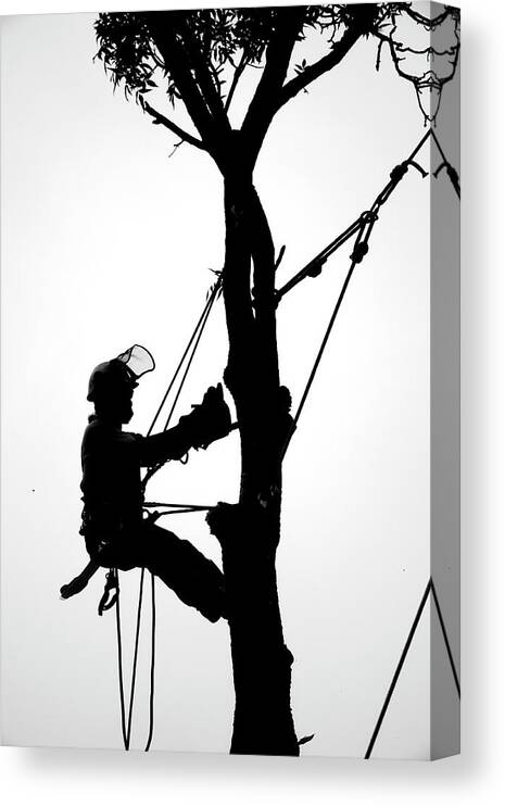 Arborist Canvas Print featuring the photograph Arborist at Work 3 by Steven Ralser