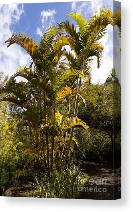 Dypsis Lutescens Canvas Print featuring the photograph Areca Palm by Eva Lechner