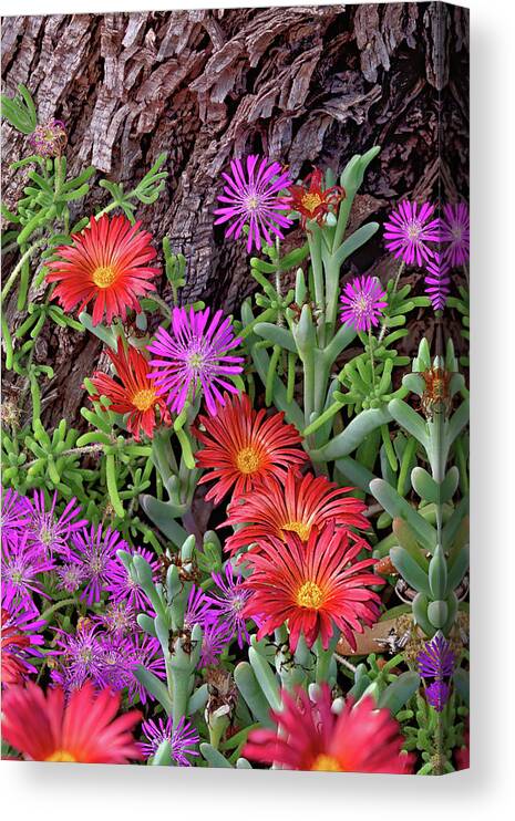 Flower Canvas Print featuring the photograph Arizona Wildflowers by Bob Falcone
