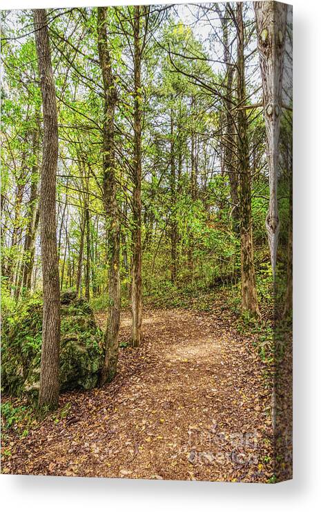 Runge Nature Center Canvas Print featuring the photograph Around And Up by Jennifer White