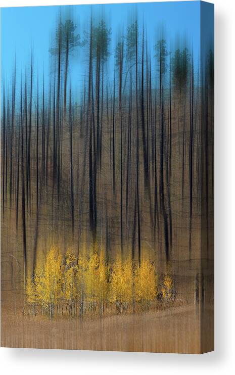 Autumn Season Canvas Print featuring the photograph Aspen Forest Burnout Abstract Art by James BO Insogna
